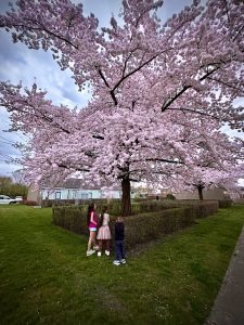 The day a tree made a dream come true